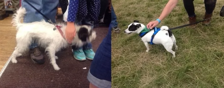 Photos of real dogs